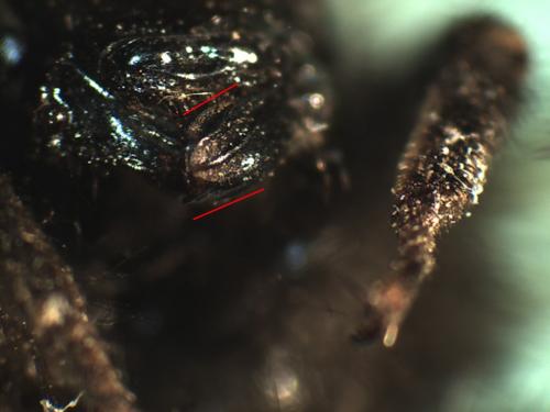 Réf. 222 199 : Bombus wurflenii