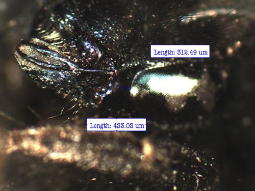 Réf. 222 200 : Bombus wurflenii