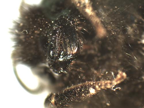 Réf. 222 147 : Bombus wurflenii