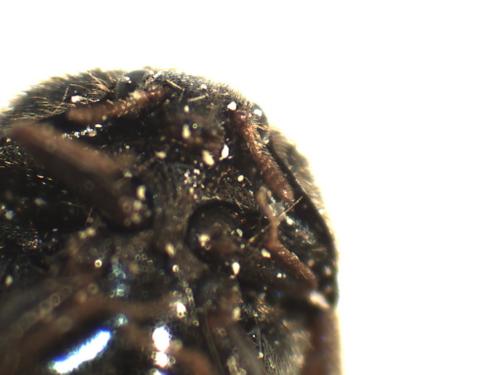 Trogoderma sp.