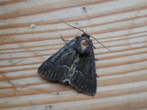Réf. 222 144 : Thalpophila matura
