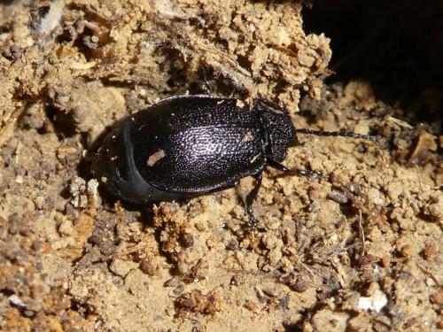Réf. 222 271 : Galeruca sp.
