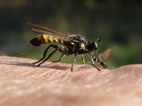 Réf. 222 236 : Choerades fimbriata