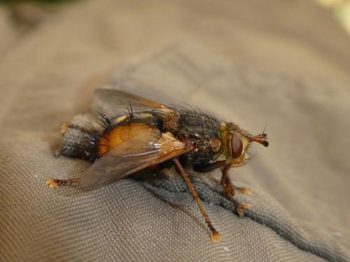 Réf. 222 365 : Tachina fera