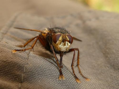 Tachina fera