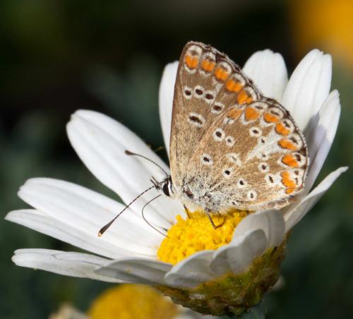 Aricia agestis