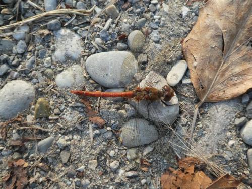 Sympetrum striolatum
