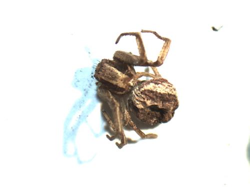 Réf. 222 809 : Xysticus ulmi