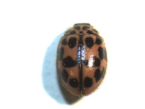 Réf. 222 841 : Oenopia conglobata