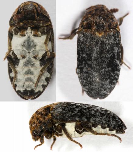 Réf. 222 019 : Dermestes undulatus