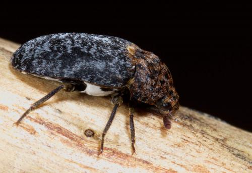 Réf. 222 020 : Dermestes undulatus