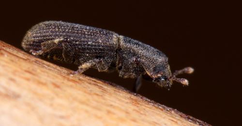 Hylastes linearis