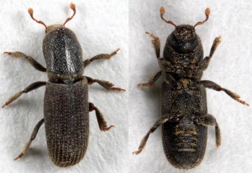 Hylastes linearis