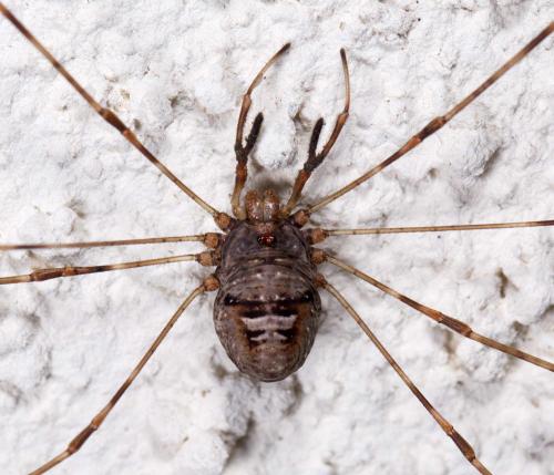 Réf. 222 229 : Dicranopalpus ramosus
