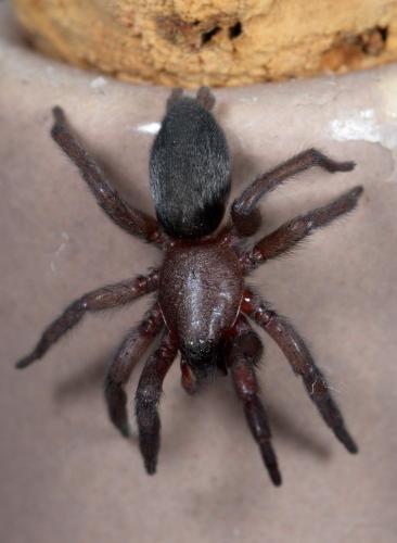 Réf. 222 227 : Scotophaeus scutulatus