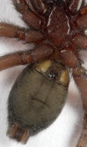 Scotophaeus scutulatus