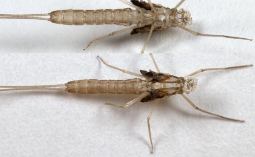 Cloeon dipterum