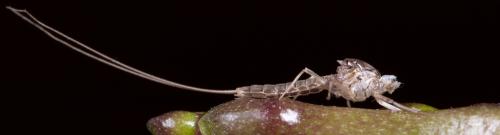 Cloeon dipterum