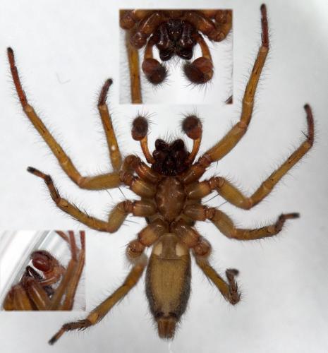 Clubiona corticalis
