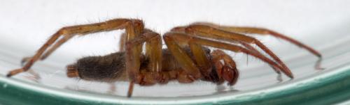 Clubiona corticalis