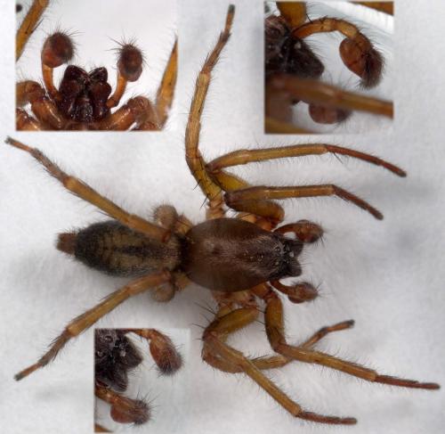 Clubiona corticalis