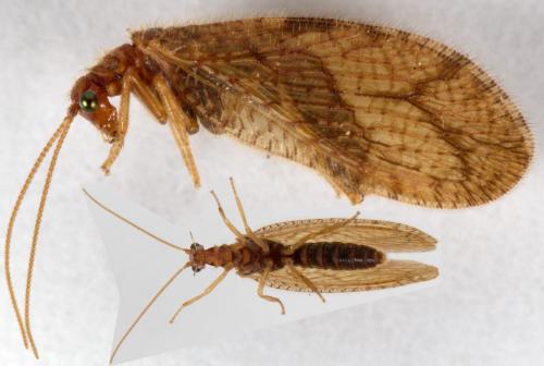 Micromus angulatus