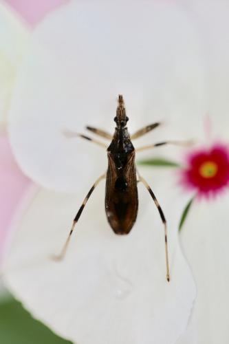 Stenopodainae