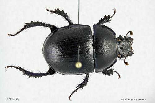 Anoplotrupes stercorosus