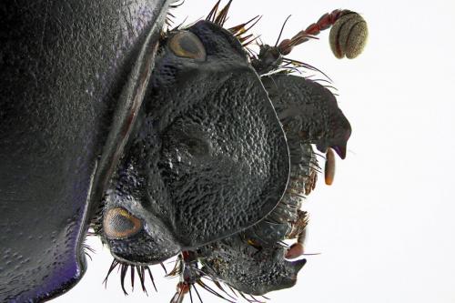 Anoplotrupes stercorosus
