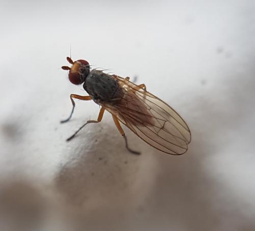 Réf. 222 016 : Tephrochlamys rufiventris