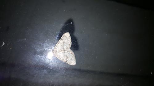 Réf. 222 723 : Colostygia multistrigaria