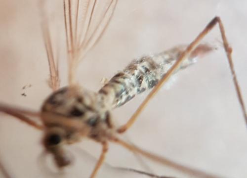 Nephrotoma appendiculata