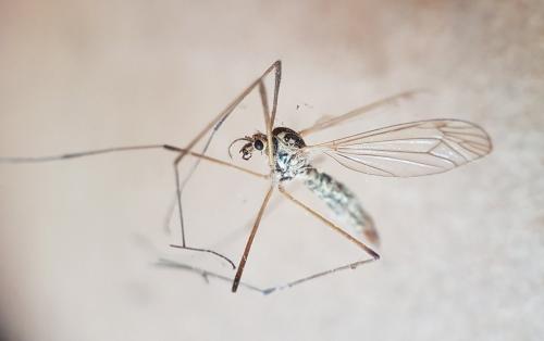 Nephrotoma appendiculata