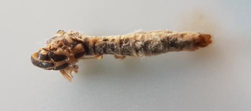 Nephrotoma appendiculata