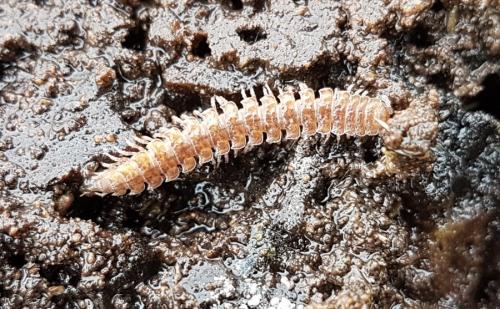 Polydesmus sp.