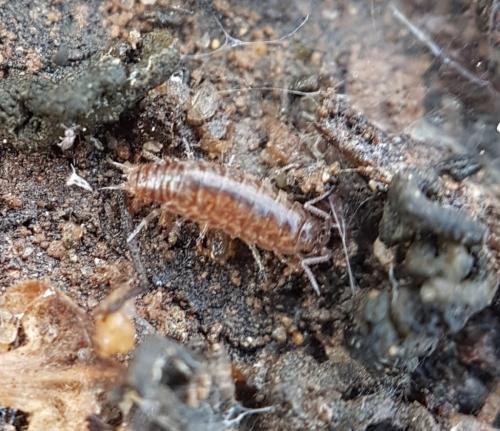 Réf. 222 913 : Chaetophiloscia sicula