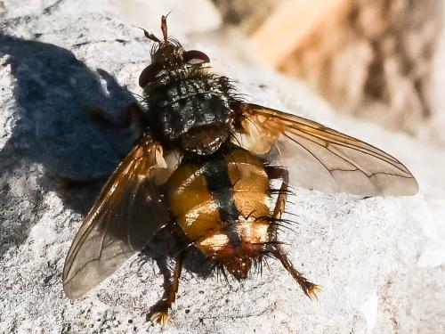 Réf. 222 748 : Tachina fera