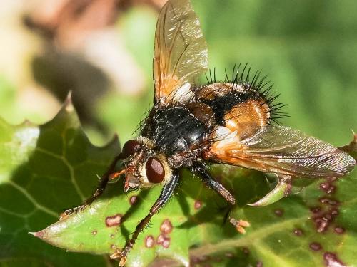 Réf. 222 749 : Tachina fera