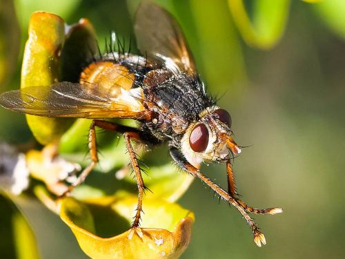 Tachina fera