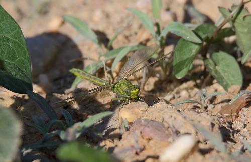 Gomphus pulchellus