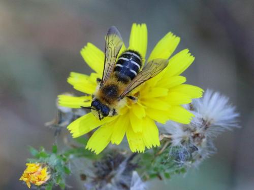 Dasypoda hirtipes
