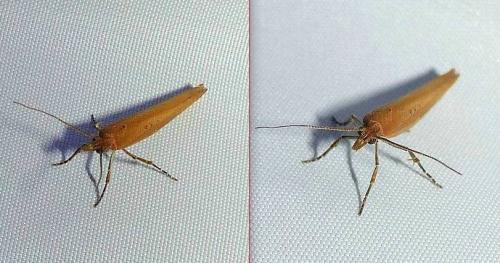 Ypsolopha ustella