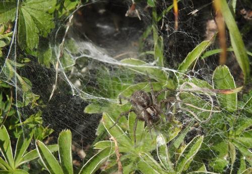 Agelena labyrinthica