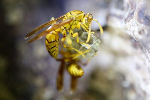 Réf. 222 188 : Polistes olivaceus