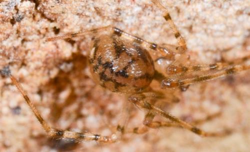 Nesticus cellulanus