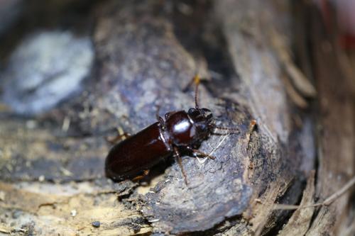 Réf. 222 660 : Caledonandra sp.