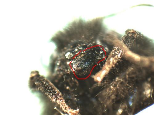 Réf. 222 127 : Bombus wurflenii