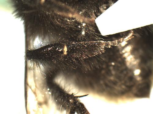 Réf. 222 128 : Bombus wurflenii