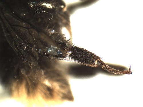 Bombus wurflenii