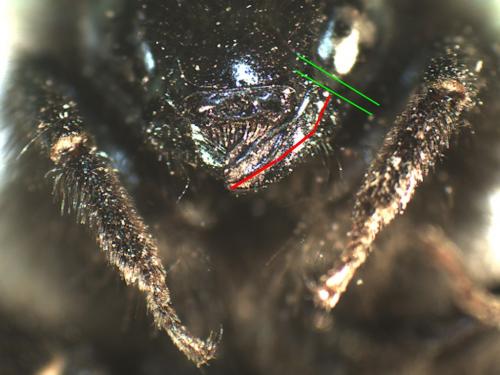 Bombus wurflenii